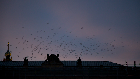 Birds