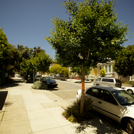 The Ginkgo Biloba street tree
